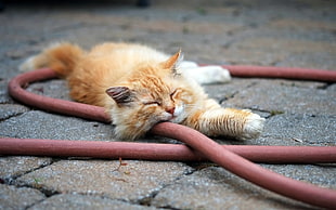 orange fur cat lying on concrete bricks HD wallpaper
