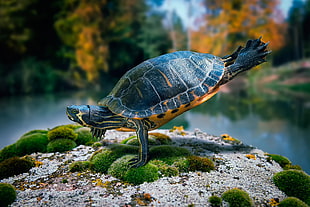 close up photo of black and yellow turtle