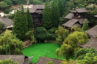 green leafed tree, China