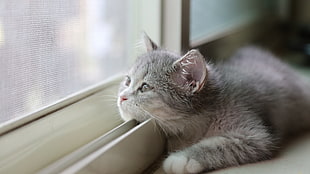 gray and white cat, kittens, cat HD wallpaper