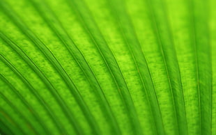 green and yellow striped textile, Linux, Ubuntu, GNOME HD wallpaper