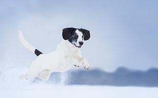 white and black short coated dog, animals, dog, snow HD wallpaper