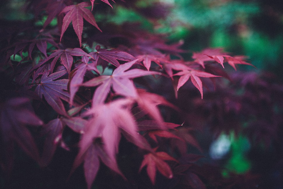 Shallow focus on maroon plants HD wallpaper | Wallpaper Flare