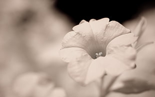 grayscale photography of flower HD wallpaper