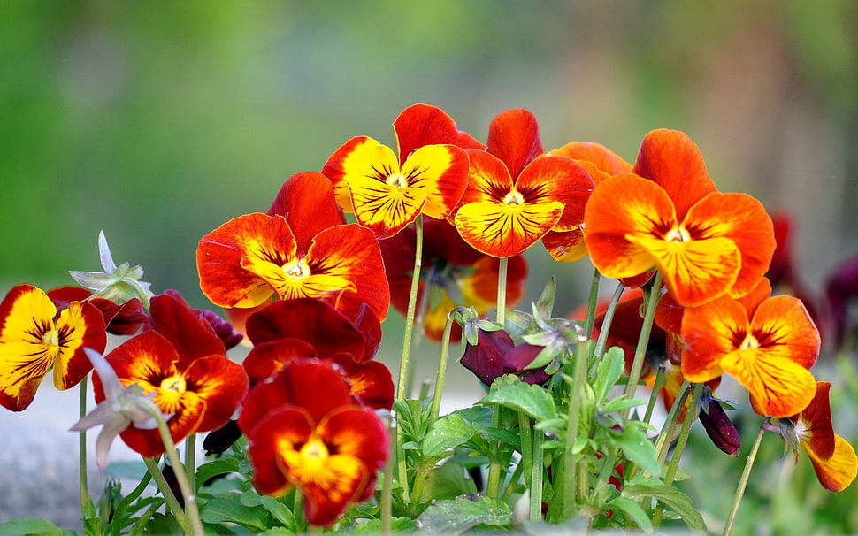 macro photography of red-and-yellow and yellow-and-orange flowers HD wallpaper