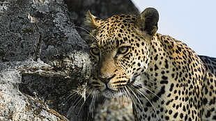 leopard, animals, nature, leopard, leopard (animal)