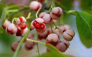 pink and red flowers