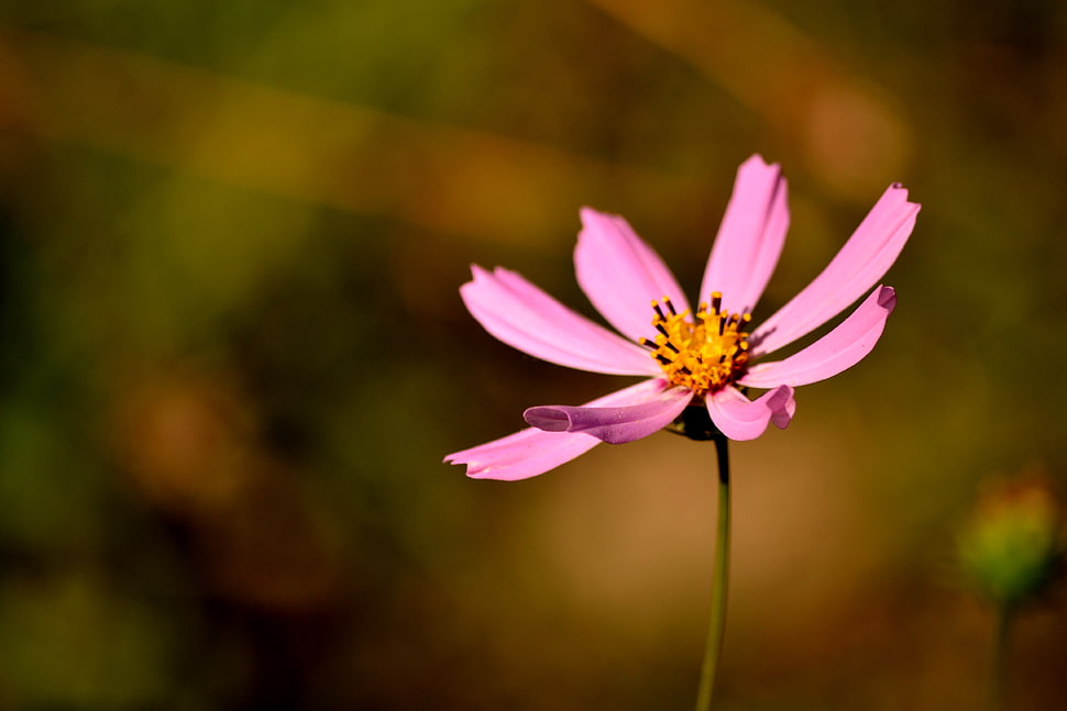 selective focus photography of pink petaled flower HD wallpaper