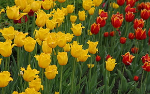 yellow and red tulip flower fields HD wallpaper