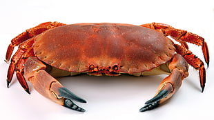 red crab