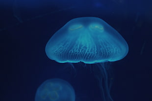 teal jellyfish, Jellyfish, Close-up, Surface HD wallpaper