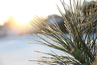 green leaf plant with black pot, winter, sunlight, macro, depth of field