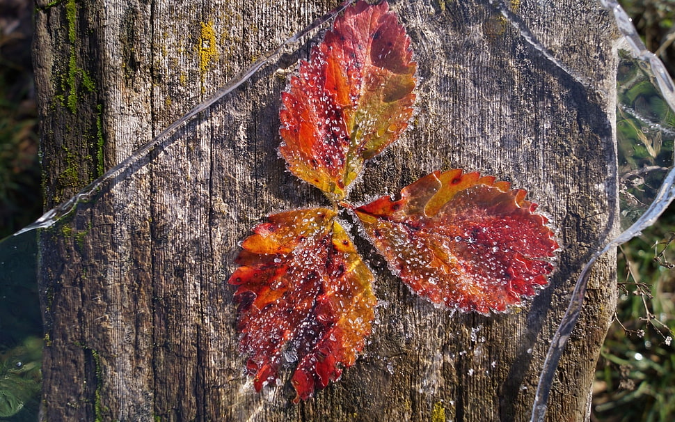 red and brown leaf on brown tree trunk HD wallpaper