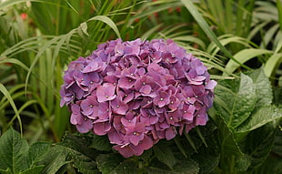 purple petaled flowers at bloom