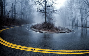 withered tree, road, trees, wet, mist HD wallpaper