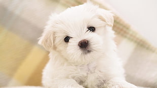 short-coated white puppy HD wallpaper