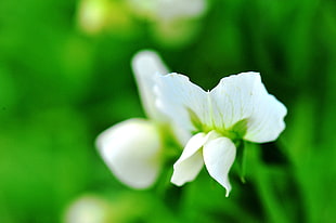 white iris flower