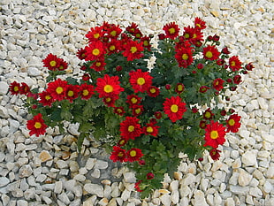 red Gerbera flowers HD wallpaper