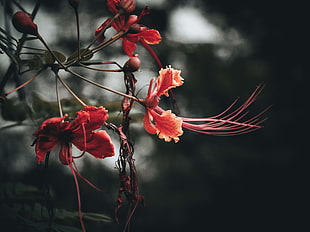 closeup photo of red petaled flower