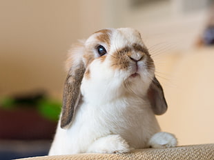 selective focus photography of brown and white rabbit