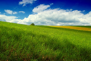 green grass field under white cumulus clouds HD wallpaper