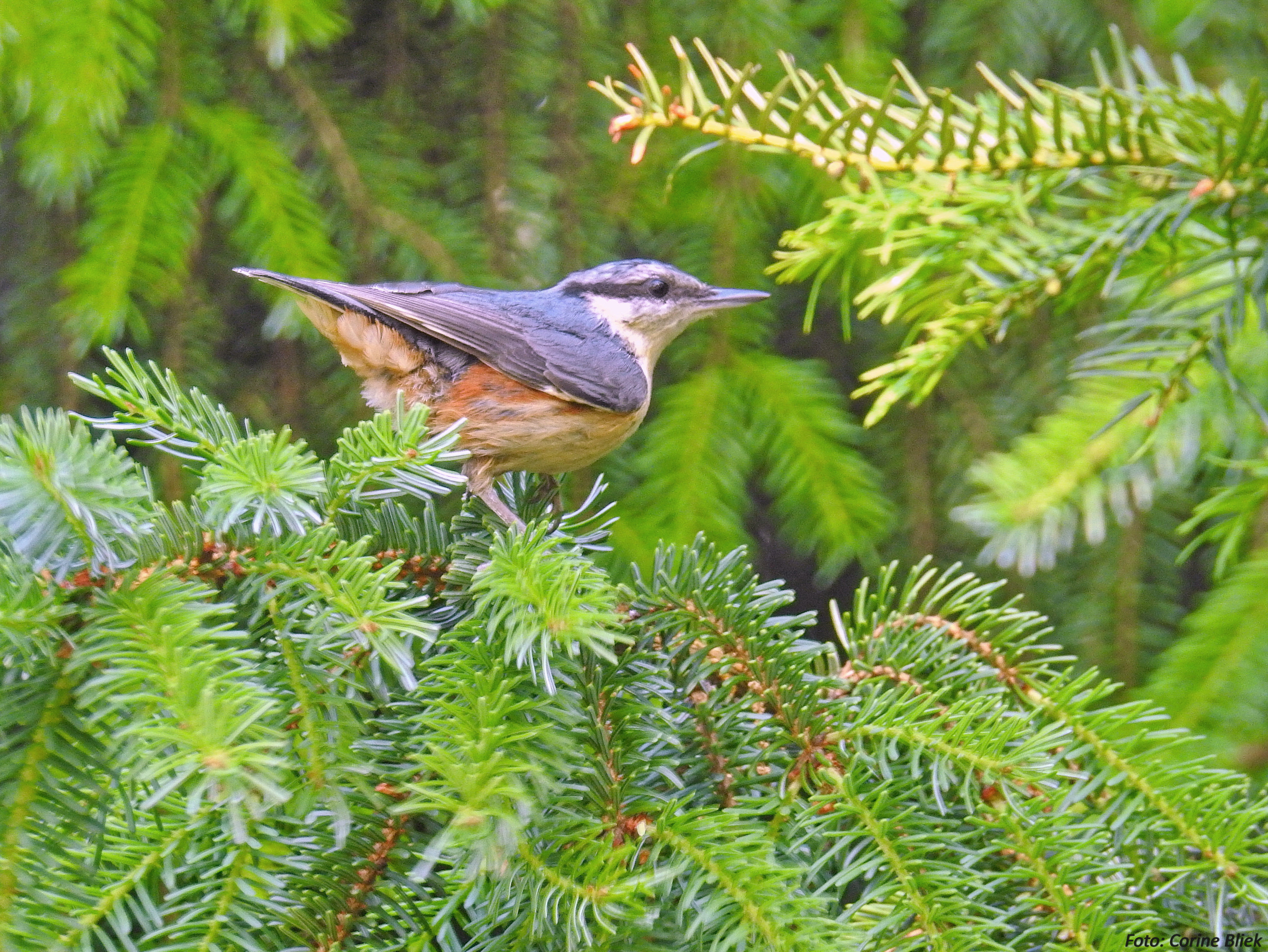 black and white bird on green leaf tree branch, nuthatch