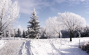 trees and road covered with snow during daytime HD wallpaper