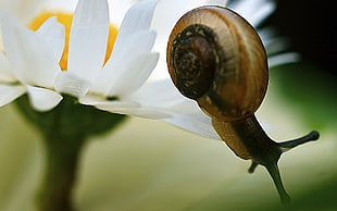 macro photography of snail sticking on white flower HD wallpaper
