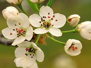 white cluster flowers closeup photography HD wallpaper