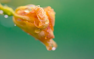 orange petaled flower bud macro photo