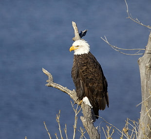 photo of Bald Eagle on tree branch during daytime HD wallpaper