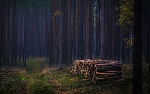 pile of brown tree logs, dark, wood, forest, trees HD wallpaper