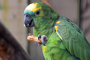 green and yellow parrot eating a brown peanut HD wallpaper