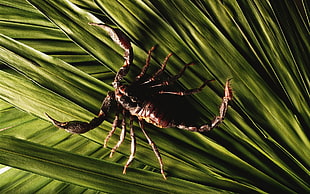 Scorpion a green leaves HD wallpaper