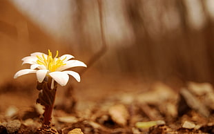 yellow petaled flower, macro, flowers, nature, white flowers