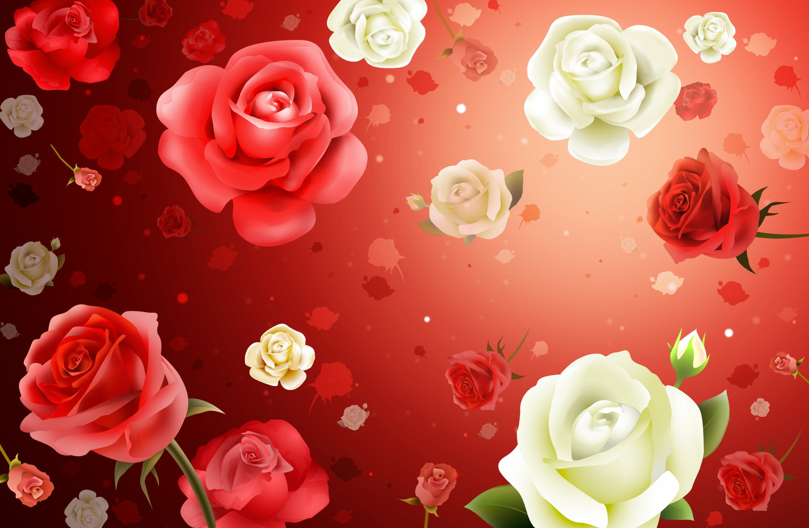 red and white roses illustration