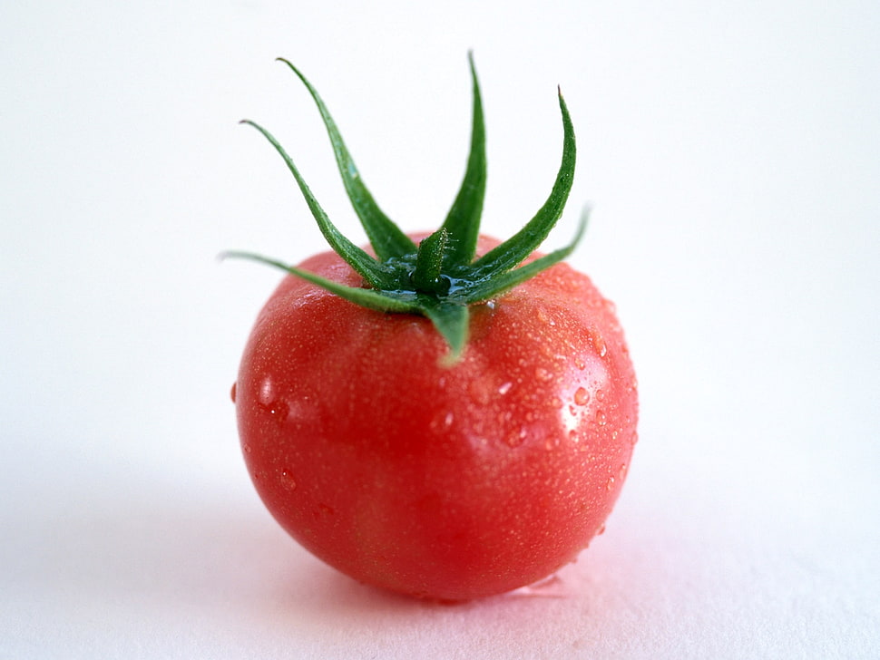 red tomato HD wallpaper