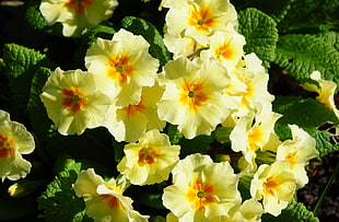 yellow-and-orange petal flowers HD wallpaper