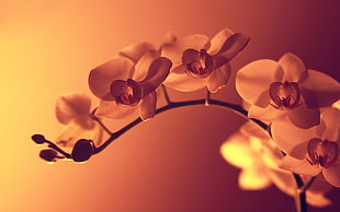 white orchid flower HD wallpaper