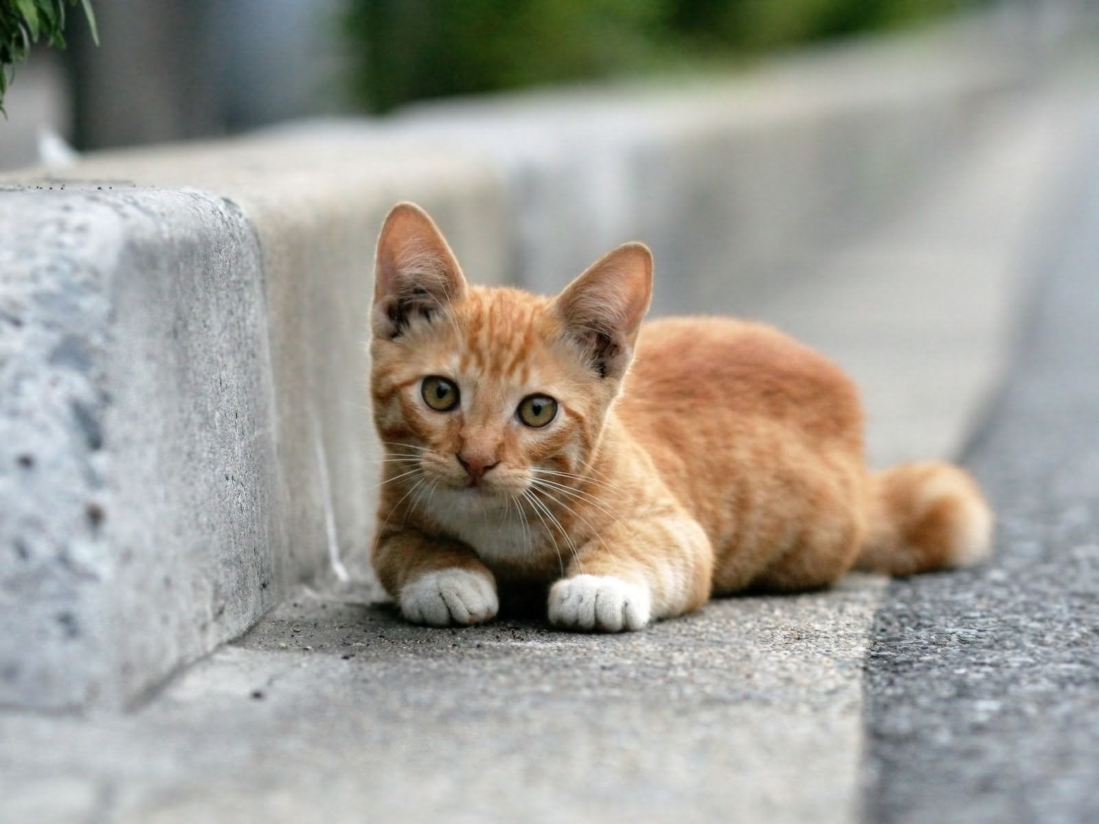 orange tabby cat