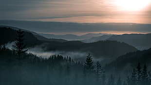 pine trees, nature, landscape, trees, forest