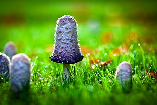 purple mushroom shallow focus photography during daytime HD wallpaper
