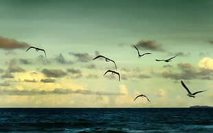 seven gulls, animals, birds, sea, clouds HD wallpaper