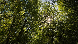 green leafed tree, photography, nature, plants, trees