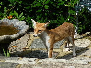 brown and white fox near the bird bath HD wallpaper