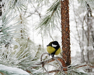 black and yellow bird on brown tree branch HD wallpaper