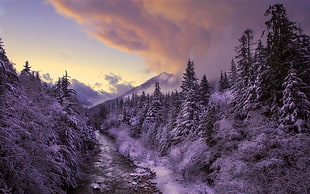 grayscale trees, winter, landscape, nature, snow