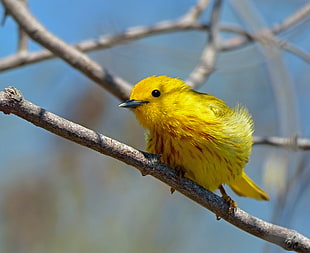 selective focus photography of yellow short beak bird perching on branch, yellow warbler HD wallpaper