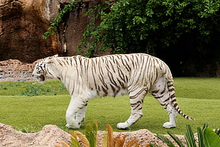 white and black snow tiger HD wallpaper