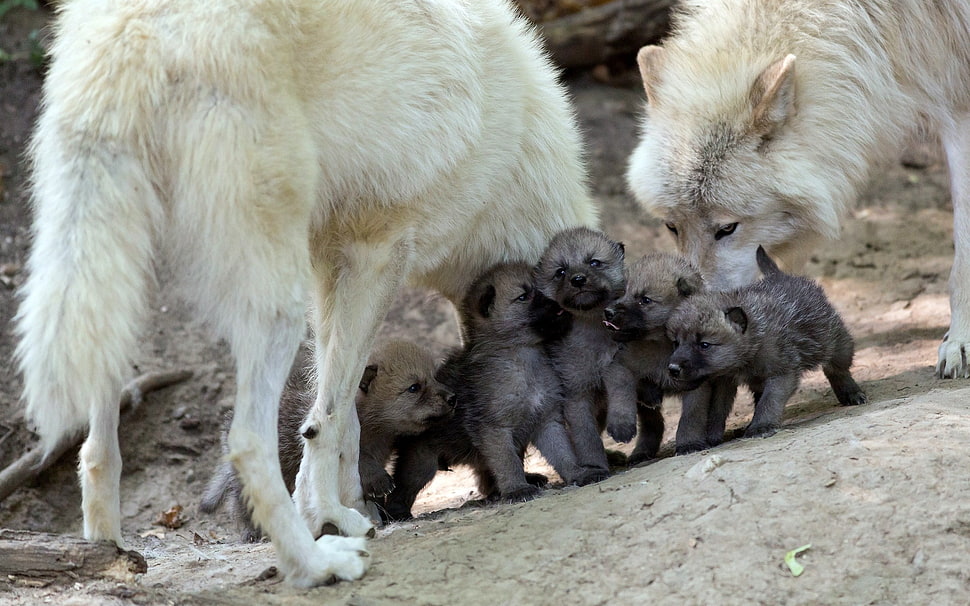 two white short-coated dog near grey puppy litter HD wallpaper